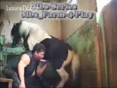 Dirty, plump slut Wife performs an oral service on a miniature horse while seated in the barn.